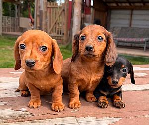 MINI DACHSHUND PUPPIES 