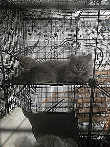 SCOTTISH FOLD KITTENS 