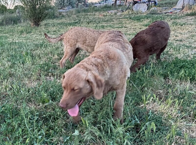 AKC CHESAPEAKE BAY RETRIEVERS