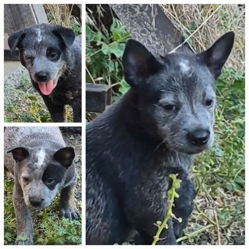 THREE MALE ACD BLUE HEELER PUPS 