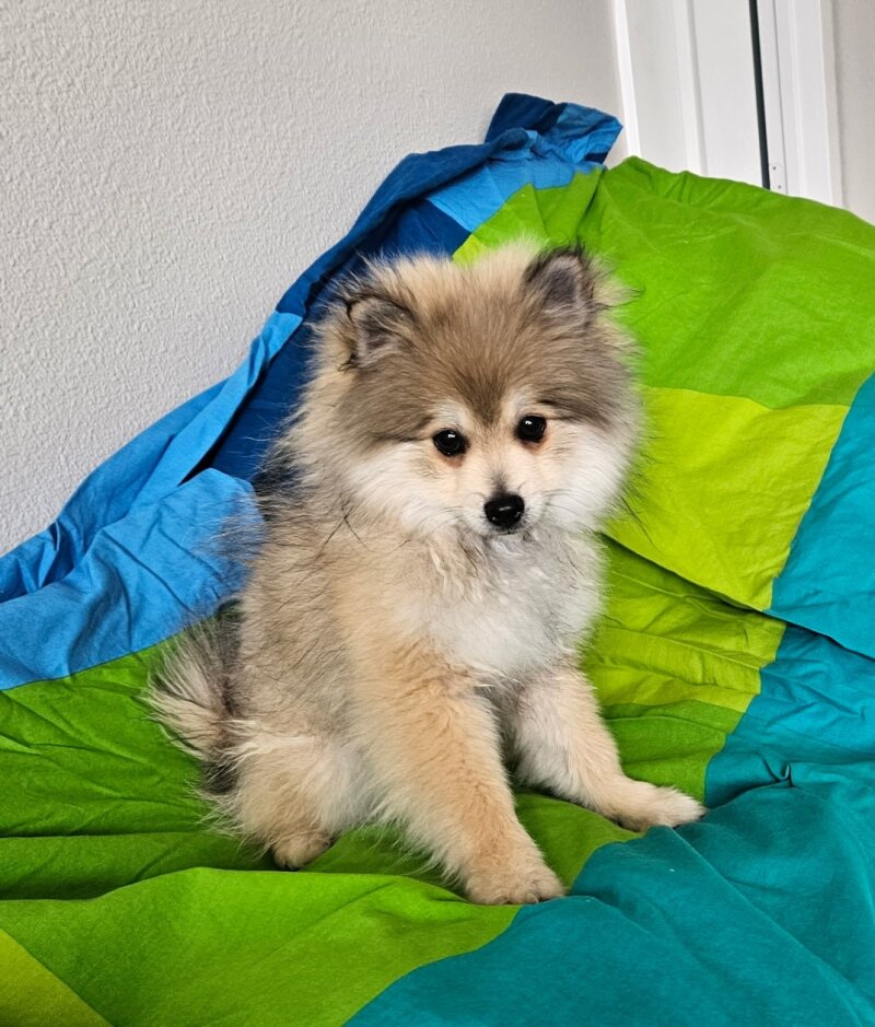 MALE POMERANIAN PUP 
