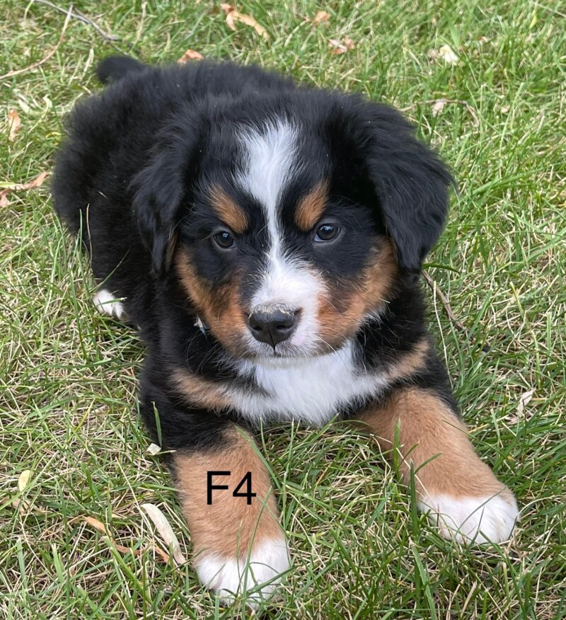 BERNESE MOUNTAIN DOG PUPPIES