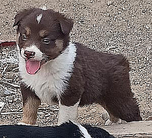 AUSTRALIAN SHEPHERD PUPPIES
