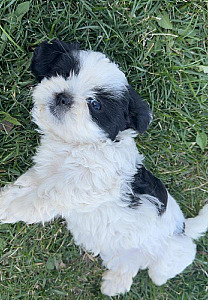 MALE SHIH TZU PUPPY