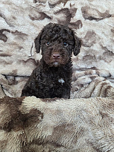 MINIATURE POODLE PUPPIES