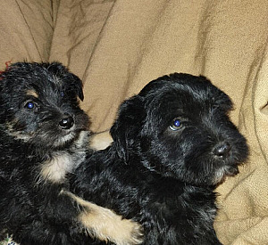 TWO MALTESE/ YORKIE PUPPIES