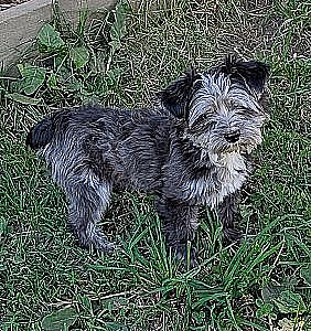 CKC REG. MALE MERLE YORKIE