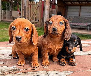 MINI DACHSHUND PUPPIES 