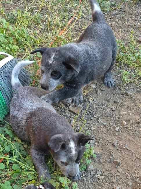 THREE MALE ACD BLUE HEELER PUPS