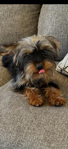 YORKIE TERRIER PUPPIES NEED LOVING HOMES