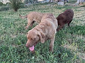 AKC CHESAPEAKE BAY RETRIEVERS