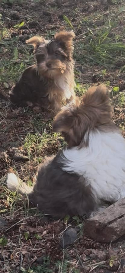 PUREBRED YORKIES