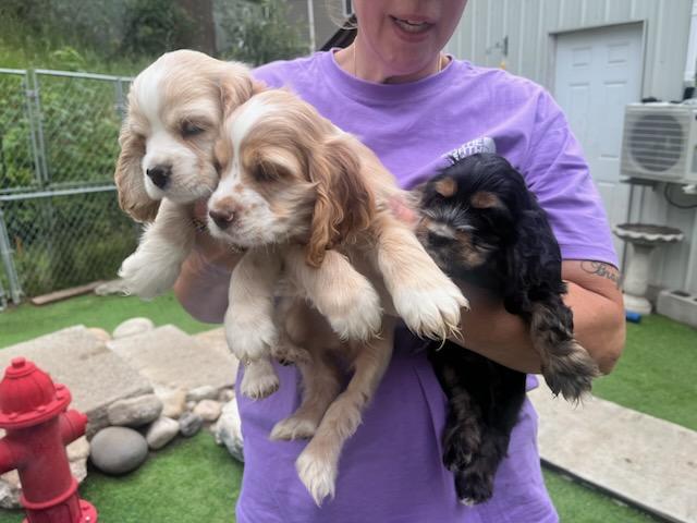AMERICAN COCKER SPANIEL PUPPIES