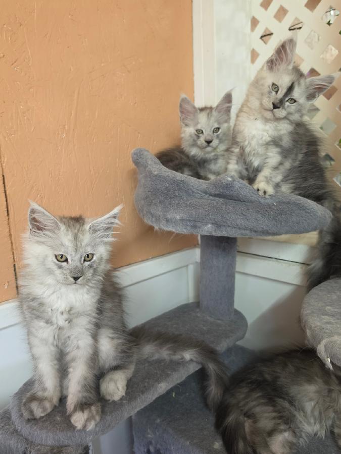 ADORABLE TICA REG MAINE COON KITTENS