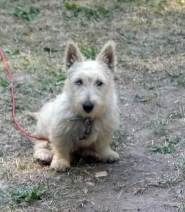 FEMALE WHEATEN SCOTTISH TERRIER