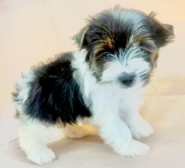 ADORABLE HYPOALLERGENIC BIEWER TERRIER PUPPIES