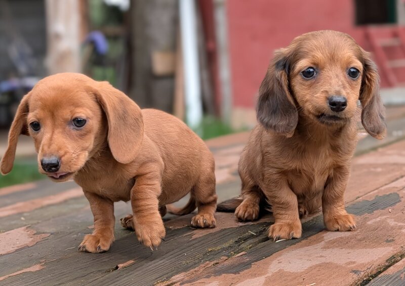 MINI DACHSHUND PUPPIES 