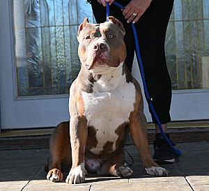 XL AMERICAN BULLY MALE PUPPY