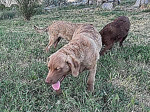 AKC CHESAPEAKE BAY RETRIEVERS