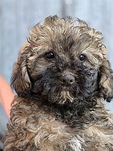 HAVAPOO PUPPIES 