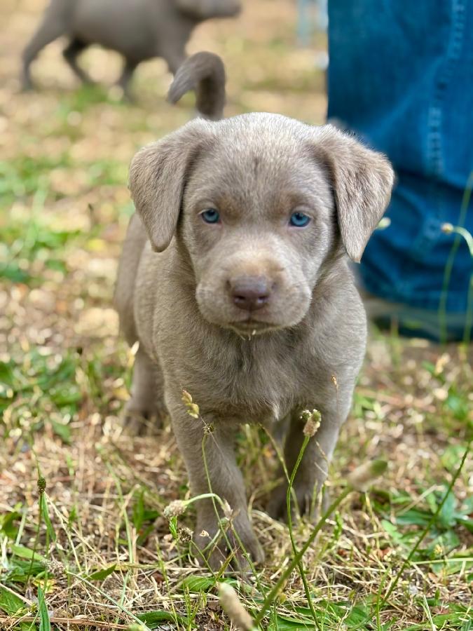 LABRADOR PUPPIES