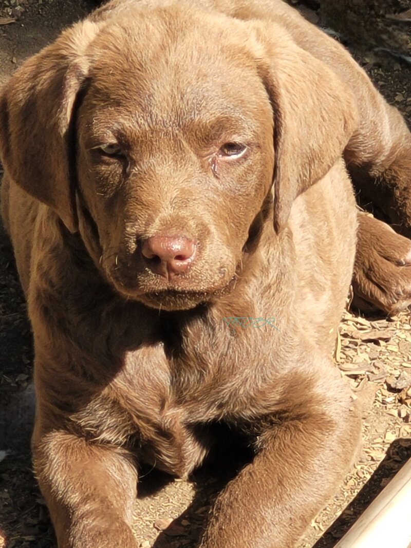 CHESAPEAKE BAY RETRIEVERS 