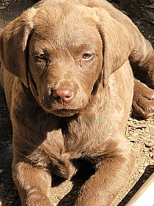 CHESAPEAKE BAY RETRIEVERS 