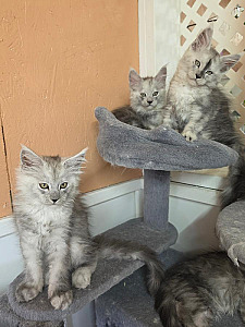 ADORABLE TICA REG MAINE COON KITTENS