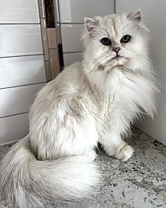 BRITISH CATS SEEKING NEW HOMES