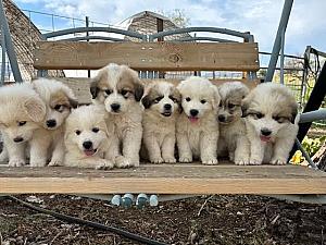 100% GREAT PYRENEES PUPPIES