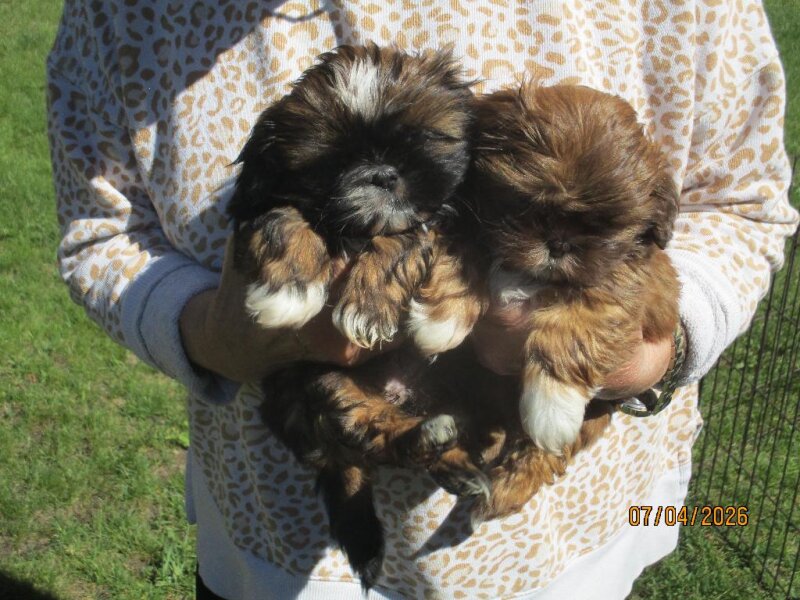 PEEK-A-TZU PUPPIES