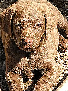 CHESAPEAKE BAY RETRIEVERS 
