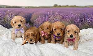 HYPOALLERGENIC DESIGNER PUPPIES
