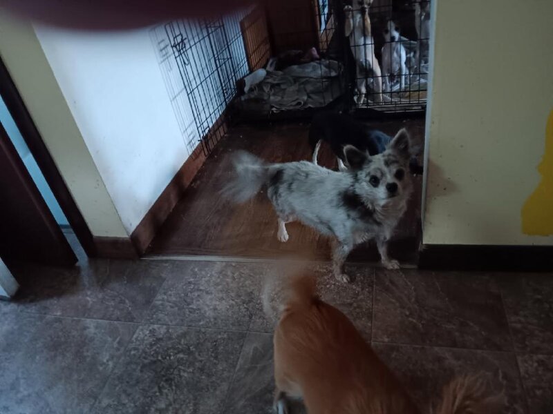MERLE COLORED MALE CHIHUAHUA