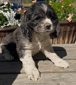 AKC MALE COCKER SPANIEL PUPPY!
