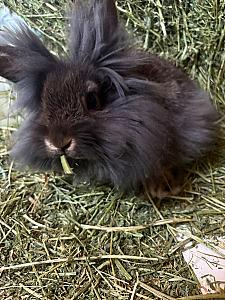 BABY HOLLAND LOPS & LIONHEADS 