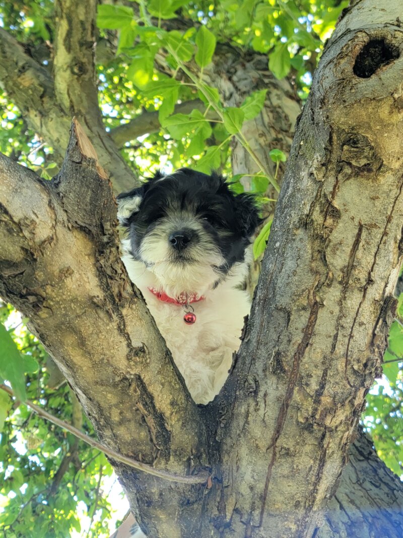 COTON DE TULEAR PUPPIES 