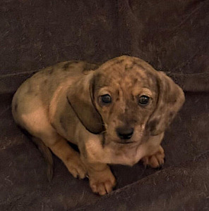 PUREBRED DACHSHUND PUPPIES