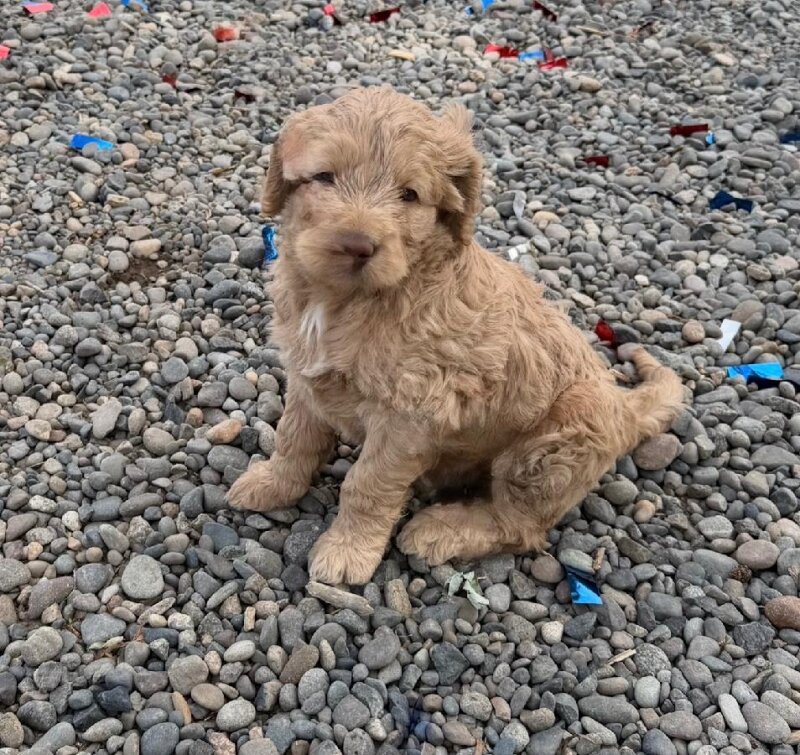 BEAUTIFUL FEMALE F1 STANDARD GOLDEN DOODLE PUPPY
