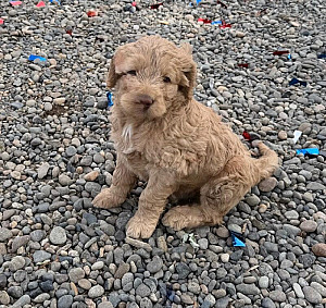 BEAUTIFUL FEMALE F1 STANDARD GOLDEN DOODLE PUPPY