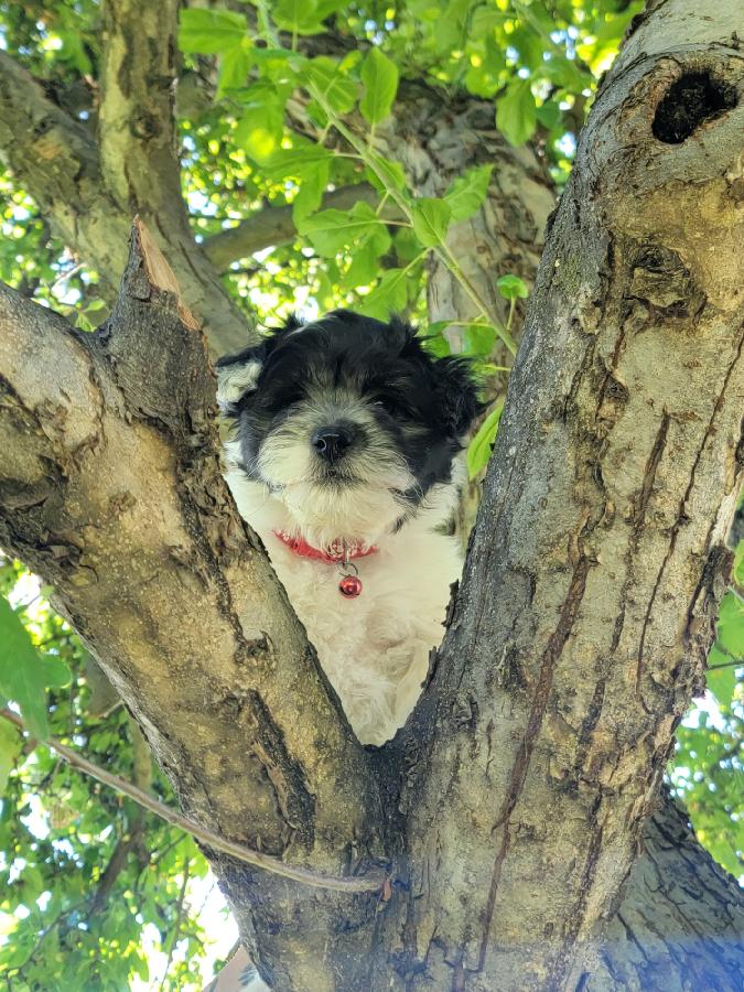 COTON DE TULEAR PUPPIES