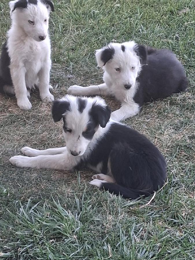 BORDER COLLIE PUPPIES