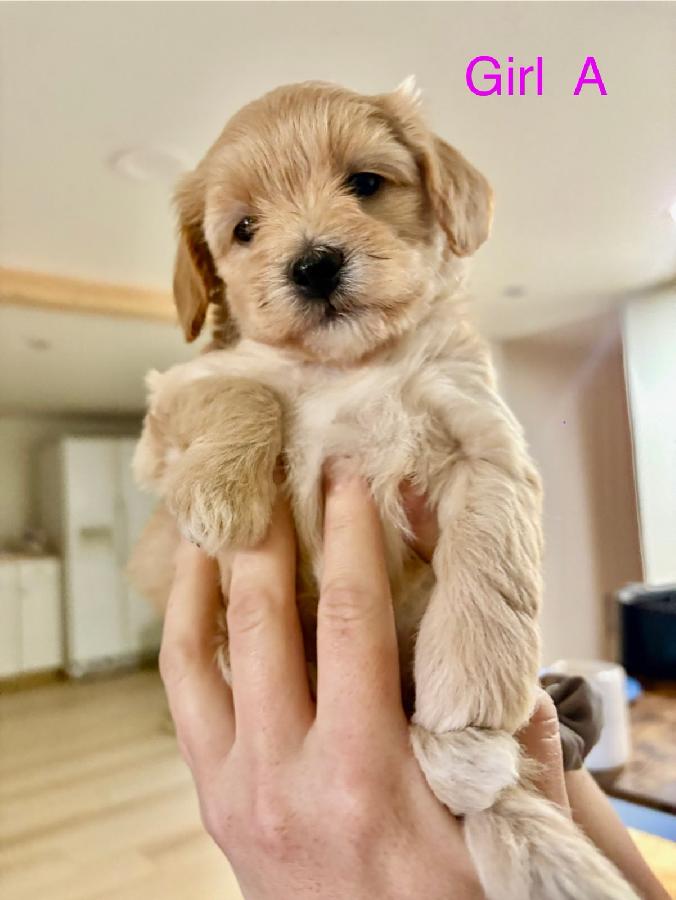 HYPOALLERGENIC DESIGNER PUPPIES