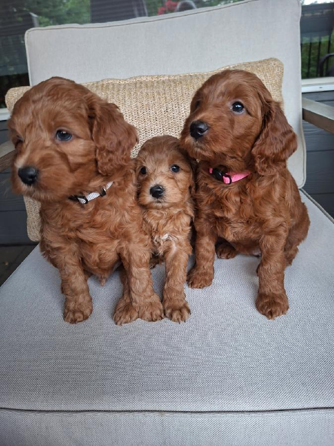 F1BB MINI GOLDENDOODLES 