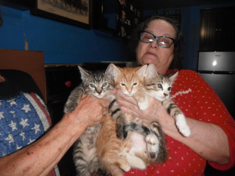 SWEET, ADORABLE, PLAYFUL KITTENS
