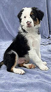PUREBRED BORDER COLLIE PUPPIES 