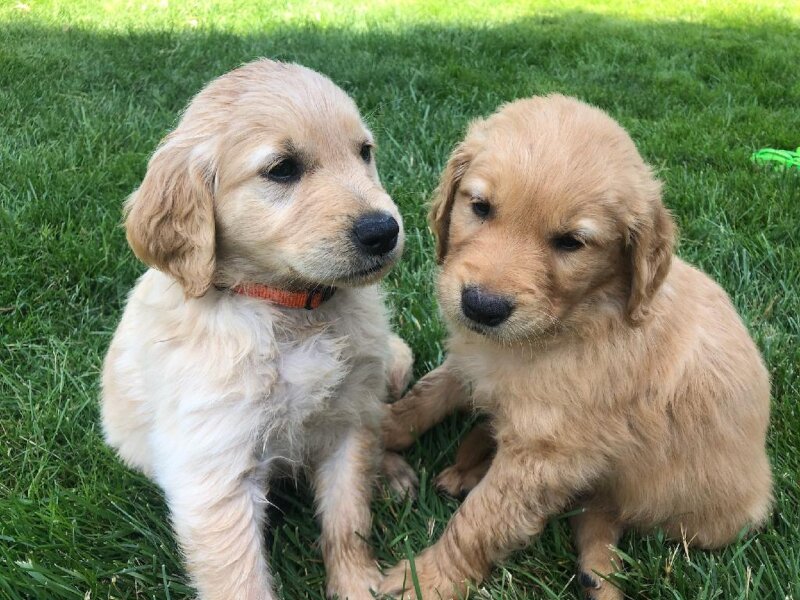 AKC GOLDEN RETRIEVER PUPPIES