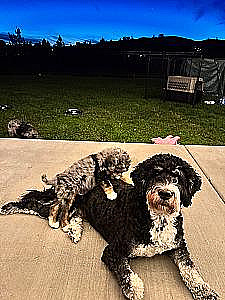 MULTI GENERATIONAL BERNEDOODLE PUPPIES