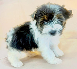 ADORABLE HYPOALLERGENIC BIEWER TERRIER PUPPIES
