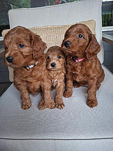 F1BB MINI GOLDENDOODLES 